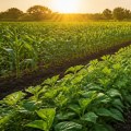 The Benefits of Crop Rotation for Enhanced Plant Cultivation