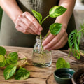 Mastering Plant Propagation for Successful Cultivation