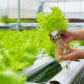 Understanding Hydroponic Plant Cultivation: A Modern Approach to Growing