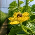 The Crucial Role of Pollinators in Enhancing Plant Cultivation