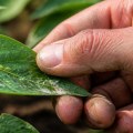 Understanding Common Pests in U.S. Plant Cultivation