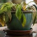 Identifying Overwatering in Cultivated Plants: Key Signs and Solutions