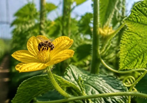 The Crucial Role of Pollinators in Enhancing Plant Cultivation